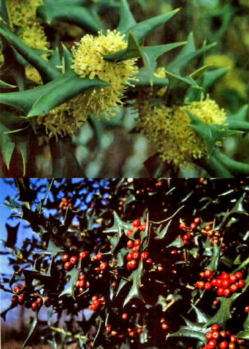 Gouguye